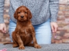 Contario Ode Ch-litter 5,5 weeks