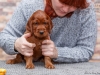 Contario Ode Ch-litter 5,5 weeks