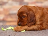 Contario Ode Telmarine, 5 weeks, light- green girl