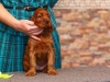 Contario Ode Telmarine, 5 weeks, light- green girl