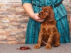 Contario Ode Tamburine, 5 weeks, chocolate boy