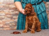 Contario Ode Tamburine, 5 weeks, chocolate boy