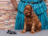 Contario Ode Torelli, 5 weeks, black boy