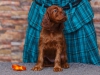 Contario Ode Taleyta, 5 weeks, orange girl