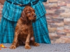 Contario Ode Taleyta, 5 weeks, orange girl