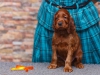 Contario Ode Taleyta, 5 weeks, orange girl