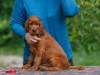 Contario Ode H-litter 8 weeks, red boy