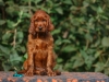 Contario Ode H-litter 8 weeks, emerald boy