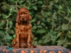 Contario Ode H-litter 8 weeks, emerald boy