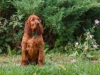 Contario Ode H-litter 8 weeks, emerald boy