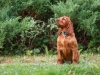 Contario Ode H-litter 8 weeks, emerald boy