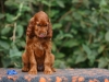 Contario Ode H-litter 8 weeks, blue boy