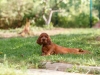 Contario Ode H-litter 8 weeks, black boy