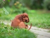 Contario Ode H-litter 8 weeks, black boy