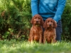 Contario Ode H-litter 8 weeks, pink girl & light green girl