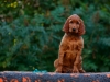 Contario Ode H-litter 9,5 weeks, emerald boy