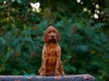 Contario Ode H-litter 9,5 weeks, emerald boy