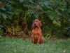 Contario Ode H-litter 9,5 weeks, emerald boy