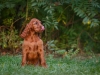 Contario Ode H-litter 9,5 weeks, emerald boy