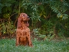 Contario Ode H-litter 9,5 weeks, emerald boy