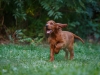 Contario Ode H-litter 9,5 weeks,  blue boy