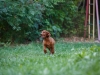 Contario Ode H-litter 9,5 weeks,  light green girl