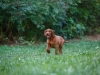 Contario Ode H-litter 9,5 weeks,  light green girl