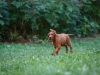 Contario Ode H-litter 9,5 weeks,  light green girl