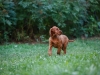 Contario Ode H-litter 9,5 weeks,  light green girl