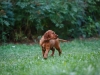 Contario Ode H-litter 9,5 weeks,  light green girl