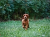 Contario Ode H-litter 9,5 weeks,  light green girl