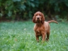 Contario Ode H-litter 9,5 weeks,  light green girl