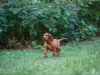 Contario Ode H-litter 9,5 weeks,  light green girl