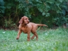 Contario Ode H-litter 9,5 weeks,  light green girl