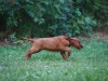 Contario Ode H-litter 9,5 weeks