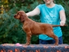 Contario Ode H-litter 9,5 weeks,  pink girl