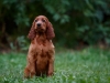 Contario Ode H-litter 9,5 weeks,  pink girl