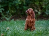 Contario Ode H-litter 9,5 weeks,  pink girl