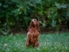 Contario Ode H-litter 9,5 weeks,  pink girl