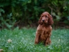 Contario Ode H-litter 9,5 weeks,  pink girl