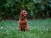 Contario Ode H-litter 9,5 weeks,  pink girl