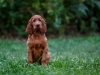 Contario Ode H-litter 9,5 weeks,  pink girl