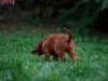 Contario Ode H-litter 9,5 weeks,  pink girl