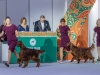 Contario Ode kennel Eurasia 2025-1