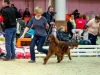 Fairhaven Quantum Satis irish red setter