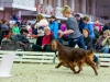 Fairhaven Quantum Satis irish red setter