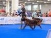 Fairhaven Quantum Satis irish red setter