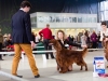 Fairhaven Quantum Satis irish red setter