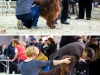 Fairhaven Quantum Satis irish red setter