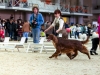 Fairhaven Quantum Satis irish red setter